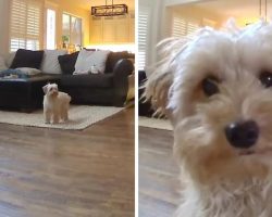 Dog Left Home Alone Finds Where She’s Being Watched From