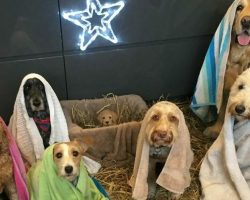 Dogs get together to pose for Christmas’ cutest Nativity scene