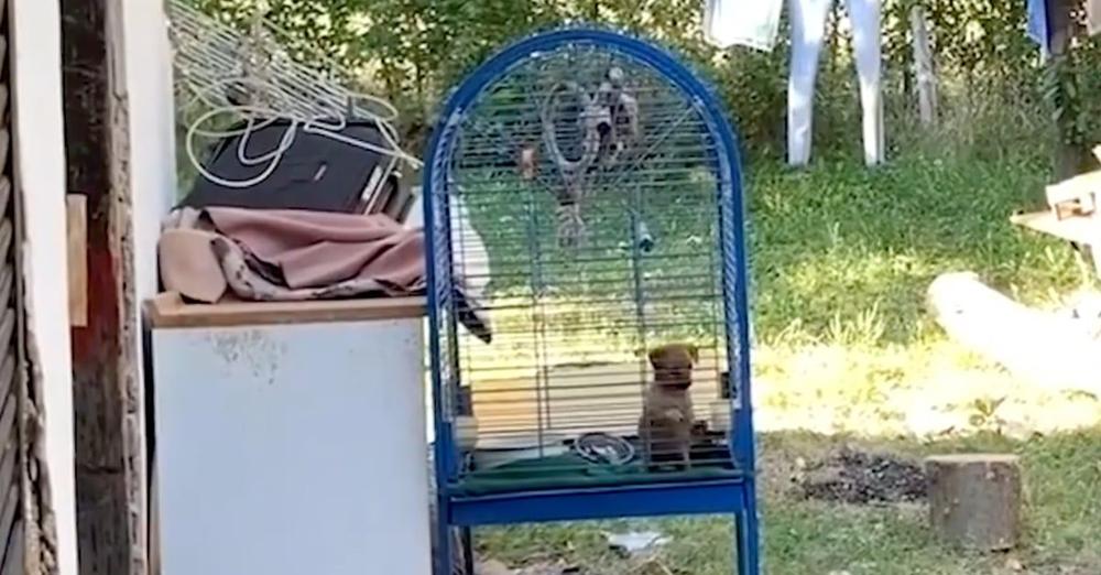 Neighbors Hear Puppy Crying Next Door, Find One Kept Outside In A Birdcage