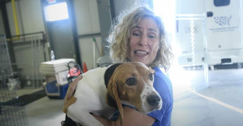 Last of the 4000 Beagles Rescued from Breeding Facility Thriving in His New Home