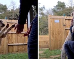 Rescued Labradoodle Runs Over To Hug Shelter Volunteer