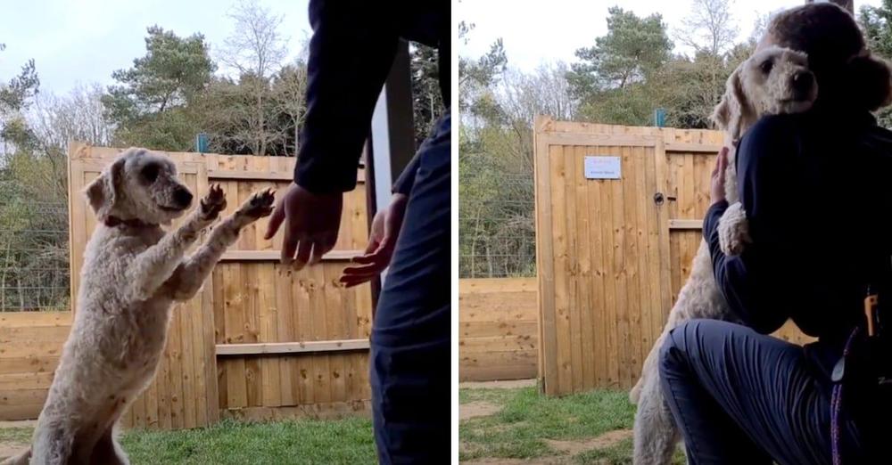 Rescued Labradoodle Runs Over To Hug Shelter Volunteer