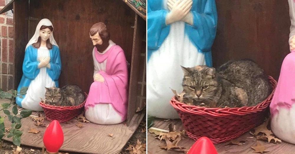 Grumpy Cat In A Manger Makes Photographer Laugh, Spreads Holiday Joy