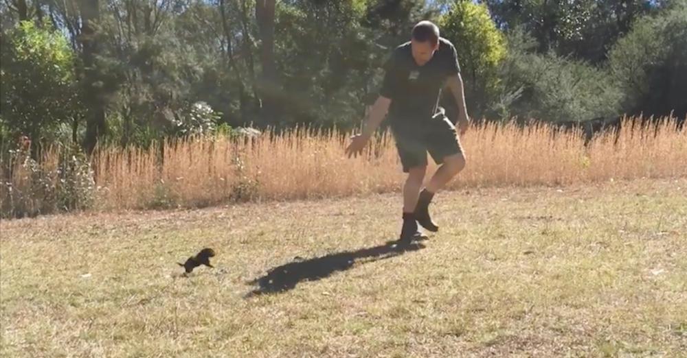 Baby Tasmanian Devil Goes Out For The First Time, Chases Its Caretaker