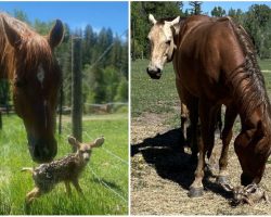 Horses look after baby fawn while her mother is away