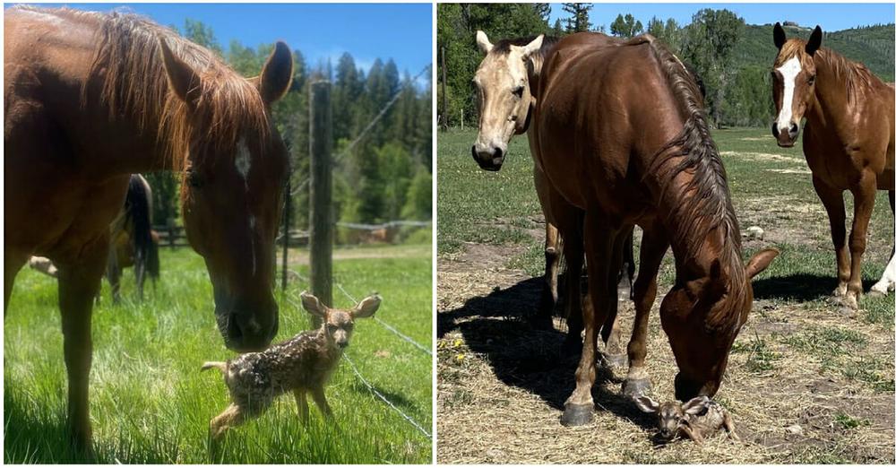 Horses look after baby fawn while her mother is away