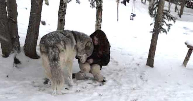 Giant Wolf Cuddles With His Favorite Person