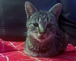 Stray cat found at airport gets adopted by police officer, named “Spirit”