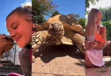 Woman has lifelong friendship with her 22-year-old childhood pet tortoise — now they are viral stars