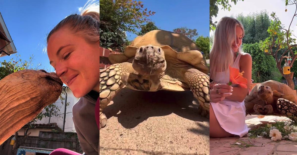 Woman has lifelong friendship with her 22-year-old childhood pet tortoise — now they are viral stars