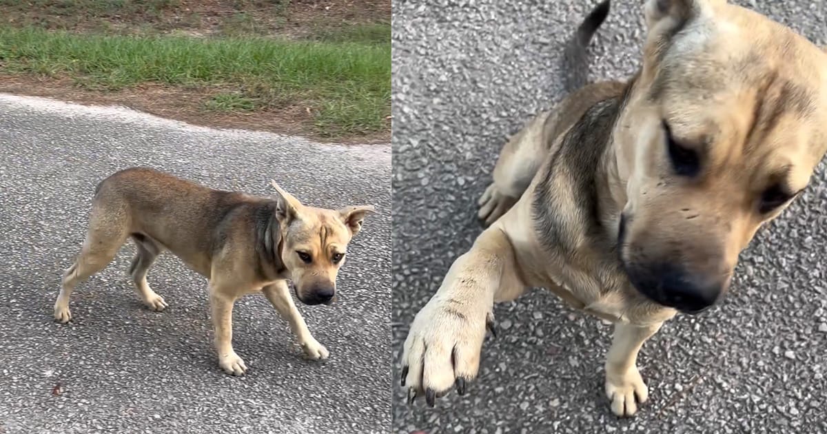 Stray dog waits outside animal sanctuary — sticks out his paw to ask for help