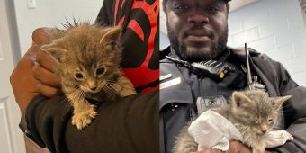 Police officer finds four-week-old kitten in dumpster — makes “heartwarming decision” to change the cat’s life