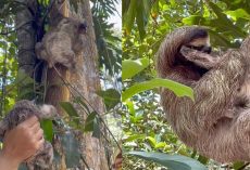 Rescuers save baby sloth and help reunite it with its mother — see the sweet reunion