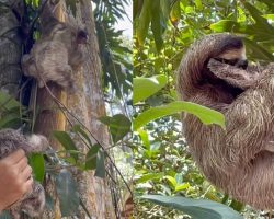 Rescuers save baby sloth and help reunite it with its mother — see the sweet reunion