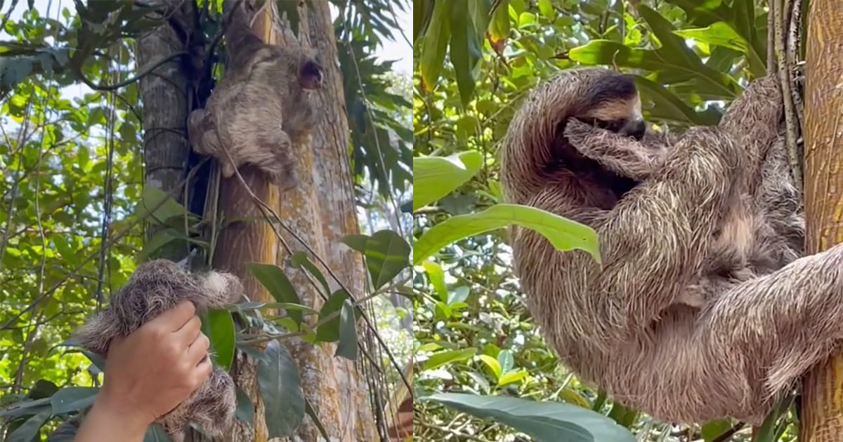 Rescuers save baby sloth and help reunite it with its mother — see the sweet reunion