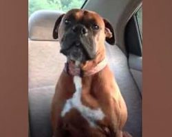 Boxer Dog Hilariously Gives Her Mom Attitude After Getting Caught Sneaking Over to Neighbor’s House