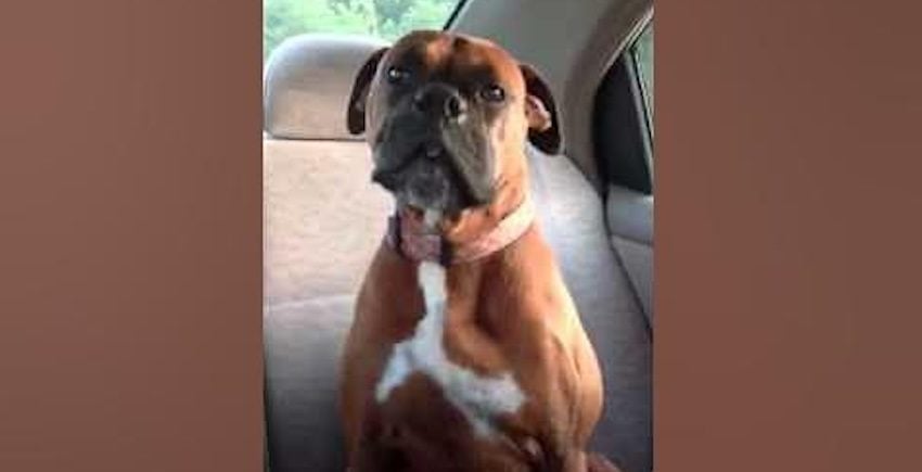 Boxer Dog Hilariously Gives Her Mom Attitude After Getting Caught Sneaking Over to Neighbor’s House