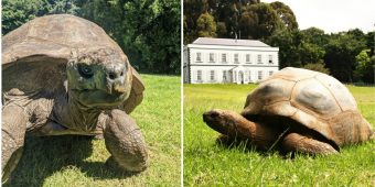 Jonathan, oldest-ever tortoise and oldest living land mammal, turns 191 — happy birthday