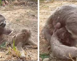 Mother sloth is overjoyed after being reunited with her baby