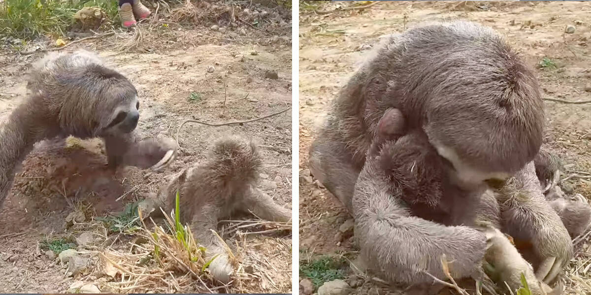 Mother sloth is overjoyed after being reunited with her baby