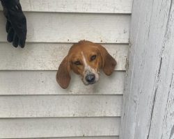 Curious dog sticks head through dryer vent, gets stuck in wall — police and firefighters come to rescue