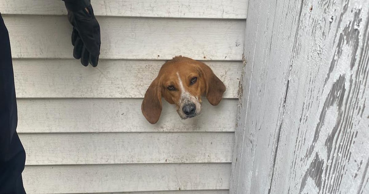 Curious dog sticks head through dryer vent, gets stuck in wall — police and firefighters come to rescue