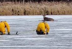 Firefighters crawl across thin ice to rescue trapped deer