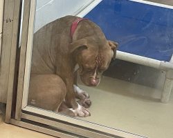 Heartbreaking photo shows shelter pit bull “losing hope” after adoptions fall through — still looking for a home