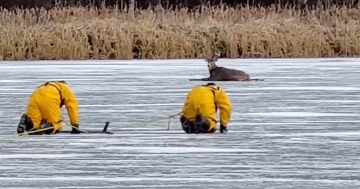 Firefighters crawl across thin ice to rescue trapped deer