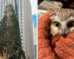 Tiny owl found in Rockefeller Christmas tree – ‘It’s the Christmas miracle of 2020’
