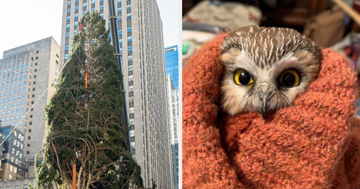 Tiny owl found in Rockefeller Christmas tree – ‘It’s the Christmas miracle of 2020’
