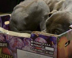 Terrified Puppy Wouldn’t Leave The Plum Box He Was Abandoned In