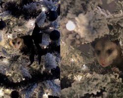 Woman is shocked after finding possum hiding in her Christmas tree