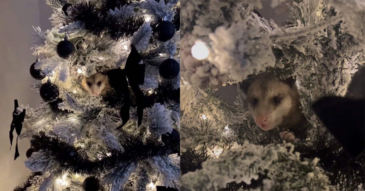Woman is shocked after finding possum hiding in her Christmas tree