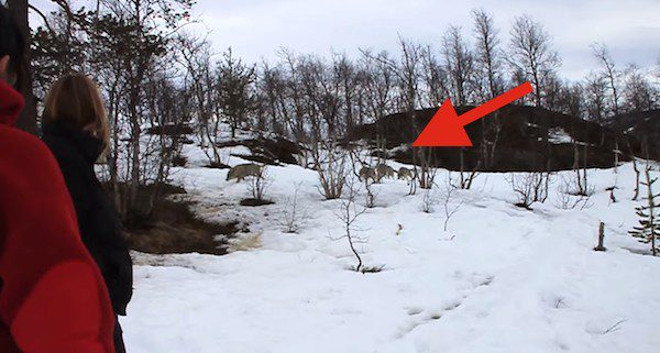 Woman’s Reunion With Pack Of Wolves Is Incredible To Behold