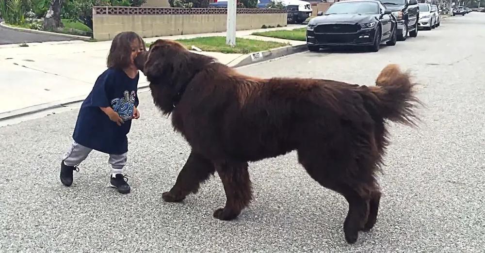 Newfoundland Gives Good Luck Kisses Before Toddlers Big Game