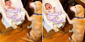 Loving Dog Rocks Baby to Sleep While Singing a Lullaby