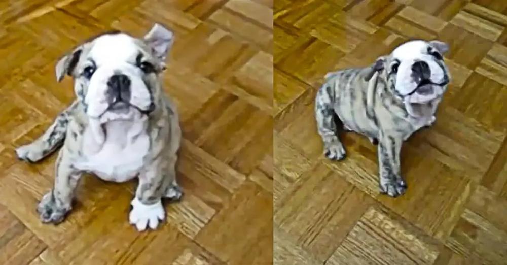 Chubby Bulldog Puppy Argues With Owner Emitting Strange Barks