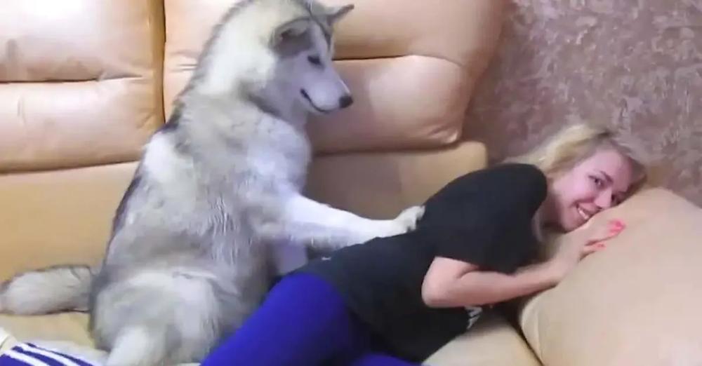 Malamute Hysterically Pesters Girl For Her Cookie