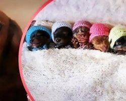 This Proud Wiener Dog Mama Has The Most Adorable Photoshoot With Her 6 Pups