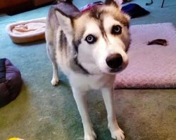 Husky Throws Tantrum After Dachshund Steals Favorite Toy