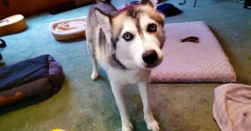 Husky Throws Tantrum After Dachshund Steals Favorite Toy