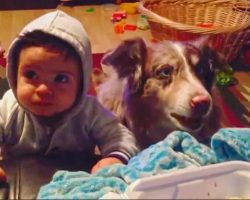 Mom Offers Baby A Treat If He Says “Mama”, Dog Says It First