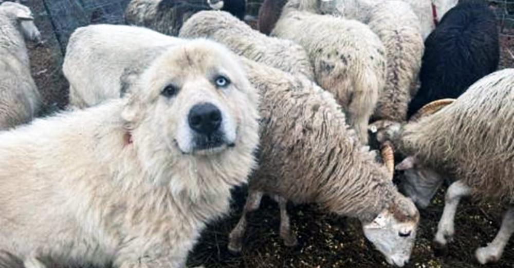 Casper, dog who fought off coyotes to protect his flock of sheep, wins “Farm Dog of the Year” award — congratulations