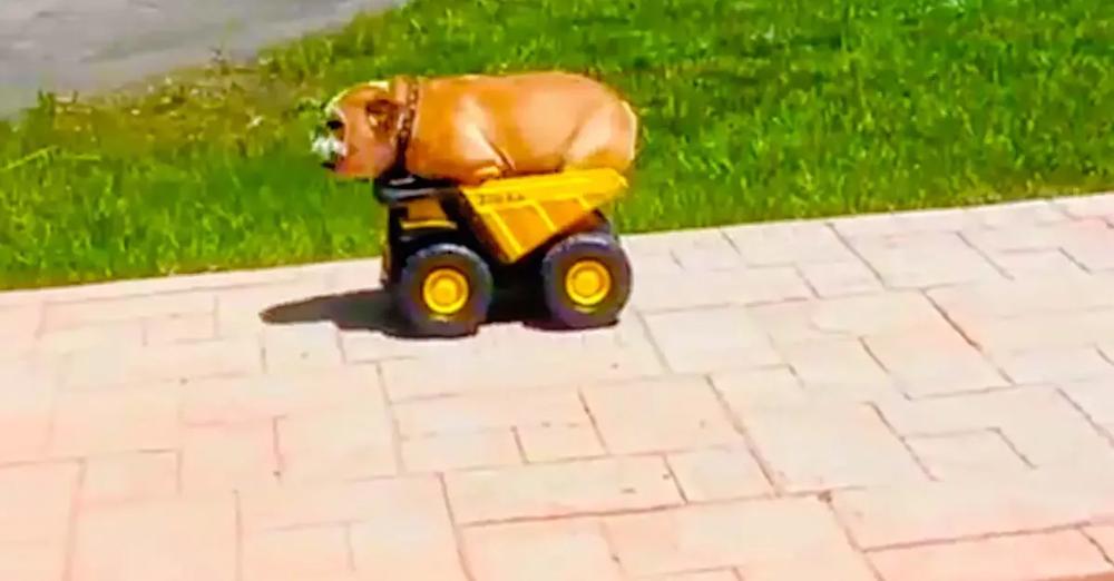 Dog Rides Down the Hill in a Toy Dump Truck