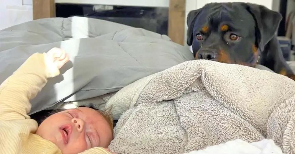 Newborn Baby Started Crying So This Rottweiler Came To Help