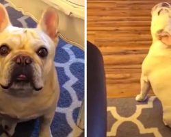 Angry French Bulldog Throws Tantrum Over Cheerios