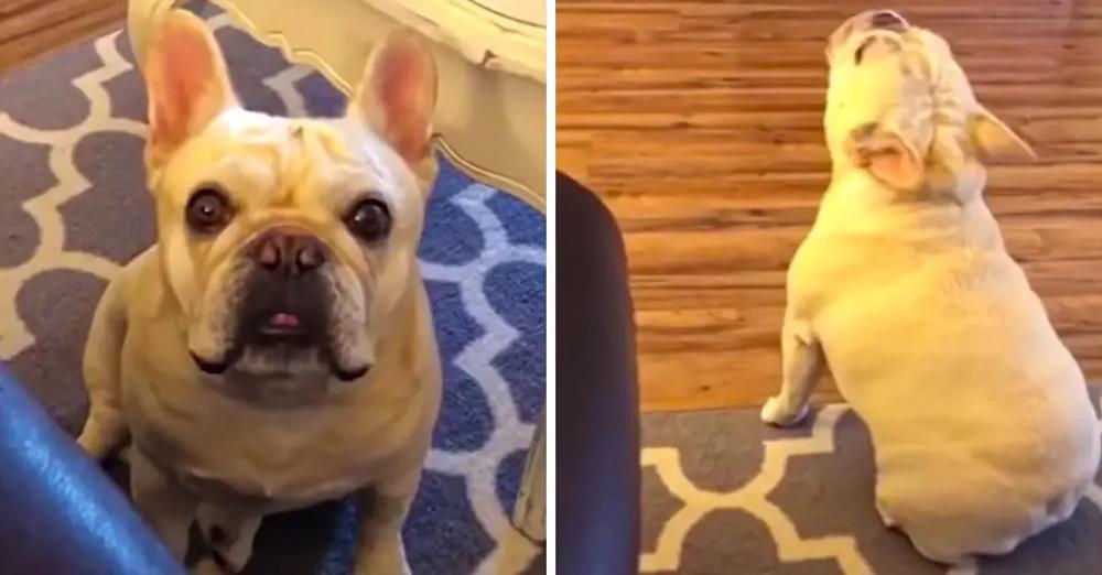 Angry French Bulldog Throws Tantrum Over Cheerios