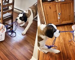 Big Doggy Takes Kids For Laundry Basket Ride