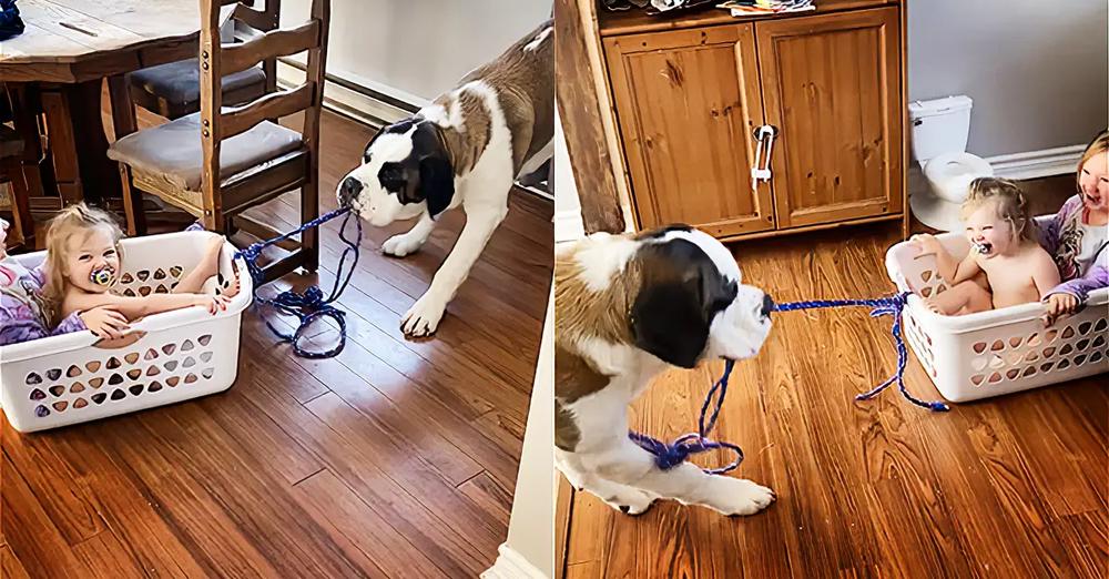 Big Doggy Takes Kids For Laundry Basket Ride